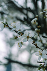 Spring Blossoms Unveiled