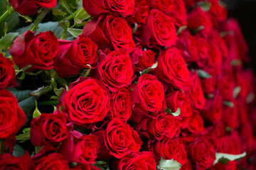 Obraz premium Huge bouquet of beautiful red roses as background, floral background.