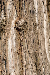 Lombardy poplar bark detail