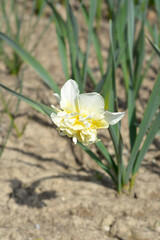 Daffodil Obdam flower