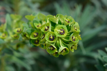 Spurge Black Pearl flower