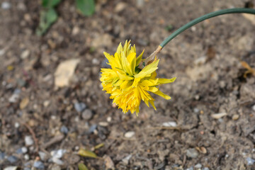 Daffodil Rip van Winkle flower