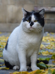 Un chat blanc et noir en automne