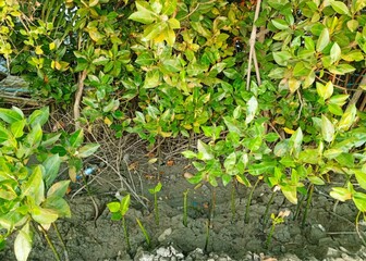 Mangrove forest view photos