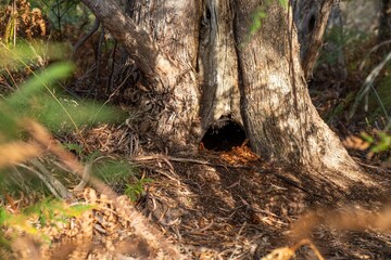 animal home in a hollow in a Tree and shrubs in the Australian bush forest. Gumtrees and native plants growing in Australia