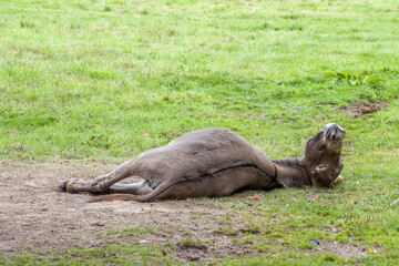 Fototapeta premium cute brown donkey lying down about to roll in the grass