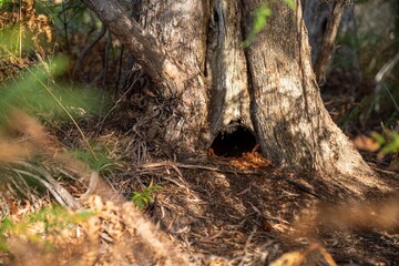 animal home in a hollow in a Tree and shrubs in the Australian bush forest. Gumtrees and native plants growing in Australia