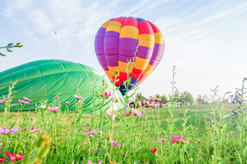 Hot air balloons challenge with cosmos flowers near lake.