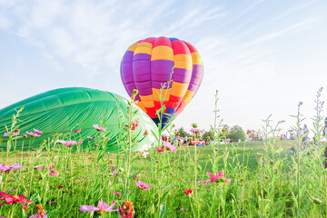 Fototapeta premium Hot air balloons challenge with cosmos flowers near lake.