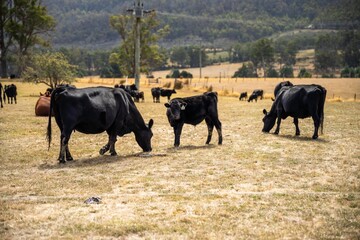 Naklejka na ściany i meble beautiful cattle in Australia eating grass, grazing on pasture. Herd of cows free range beef being regenerative raised on an agricultural farm.