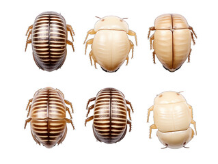 Roly-poly woodlouse collection set isolated on transparent background, transparency image, removed background