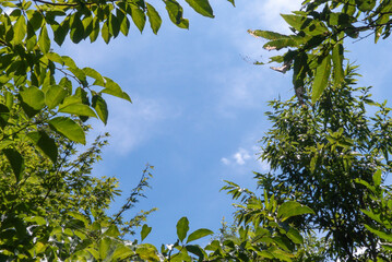 夏の公園散策で空を見上げて　木々の間から青空がのぞく