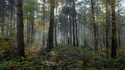 Woodland and undergrowth in autumn