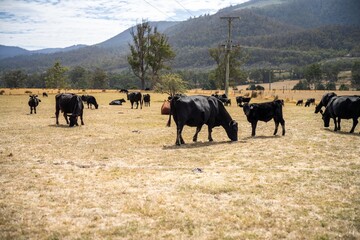 belted galloway cows in a field on a regenerative agriculture farm.