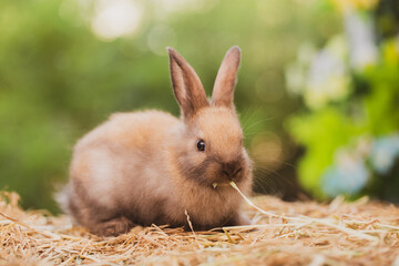 cute animal pet rabbit or bunny white or brown color smiling and laughing with copy space for easter in natural background for easter celebration - 755751854