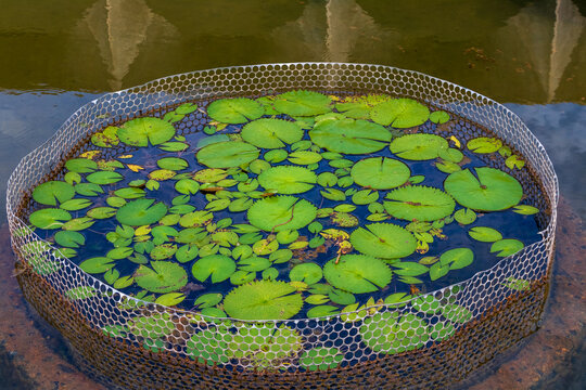 vit&oacute;ria-r&eacute;gia plant