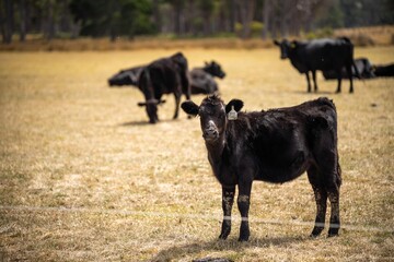 Australian wagyu cows grazing in a field on pasture. close up of a black angus cow eating grass in...