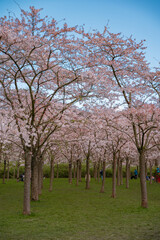 Pink japanese cherry blossom garden in Amsterdam in full bloom. The Bloesempark, Amstelveen, North Holland, The Netherlands. Expansive park famed for its spring cherry blossoms