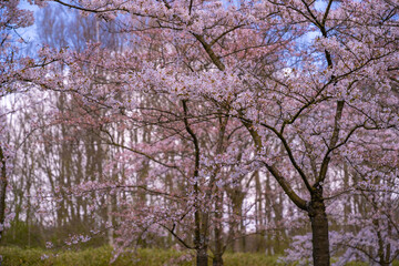 Pink japanese cherry blossom garden in Amsterdam in full bloom. The Bloesempark, Amstelveen, North Holland, The Netherlands. Expansive park famed for its spring cherry blossoms