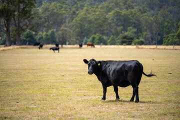 herd of angus cows in tall grass grazing at dusk in an australian summer