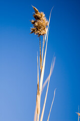 yellowed reeds under the blue sky