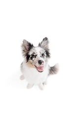 Top view portrait of cute, smart Australian Shepherd dog with marbled fur sitting against white background. Smiling muzzle. Concept of pet lover, animal life, grooming and veterinary. Copy space