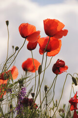 A closeup shot of blooming red poppies. Poppy. Image with selective focus. 