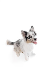 Top view portrait of cute, smart Border Collie dog with marbled fur sitting against white background. Smiling muzzle. Concept of pet lover, animal life, grooming and veterinary. Copy space