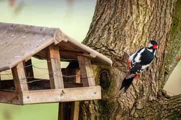 A great spotted woodpecker at a tree trunk