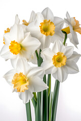 daffodils flowers poster background