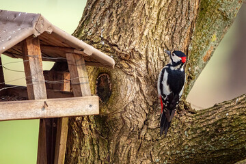 A great spotted woodpecker at a tree trunk