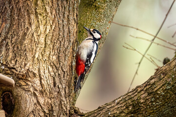 A great spotted woodpecker at a tree trunk