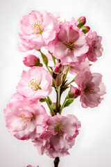 Naklejka na ściany i meble cherry blossom flowers poster background
