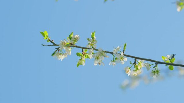 Bird Cherry Tree Prunus Padus Flowering White Flowers In Spring. Gean Or Bird Cherry. Close up.