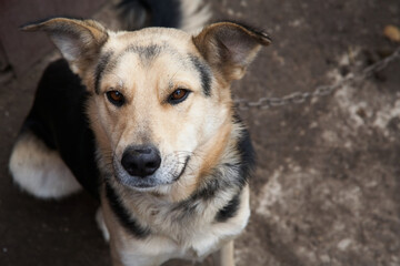  a dog put on a chain without a muzzle