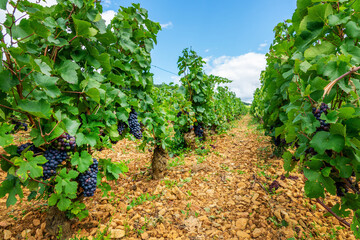 Pinot noir grapes vineyard, Aloxe Corton red wine landscape in Burgundy, France - 755764685