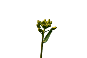 Mustard Flower Isolated in white transparent background . Flowers png . white flower isolated on white