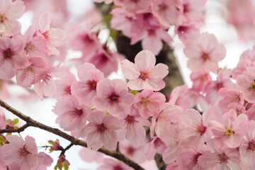 Fototapeta premium 満開の桜の花