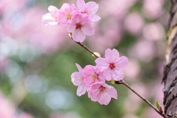満開の桜の花