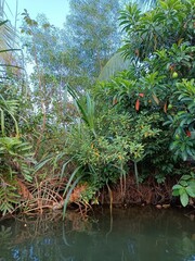 Fototapeta premium Views of the beautiful landscape of Kerala, India