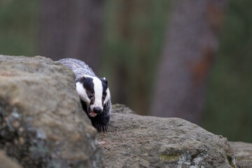 Eurasian Badger showing teeth. Bohemian-Moravian highlands.