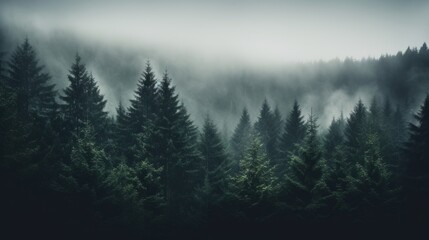 Moody forest with atmospheric mist