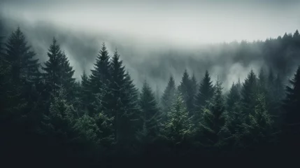 Papier Peint photo autocollant Matin avec brouillard Moody forest with atmospheric mist