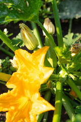 zucchini with flowers - 755771477