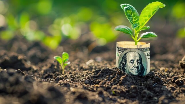 Sapling sprouting from money symbolizing the potential of wise investments for an economic development blog