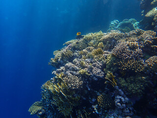 The fascinating underwater world on an offshore reef in Sharm EL Sheikh.