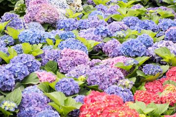 Beautiful Hydrangea macrophylla flowers.