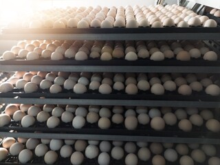 Technology of hatchery incubation machine for eggs chicken, chicken born process on the hatchery...