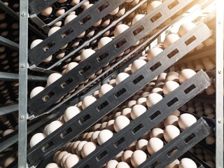 Close up the eggs on the trolley  on the  incubation process.Hatching Eggs Background. the chikcen eggs on the Incubation hatchering machine process. Hatchery industry.