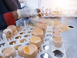 A quality control person is carrying out egg debris or cutting eggs that fail to hatch in the...